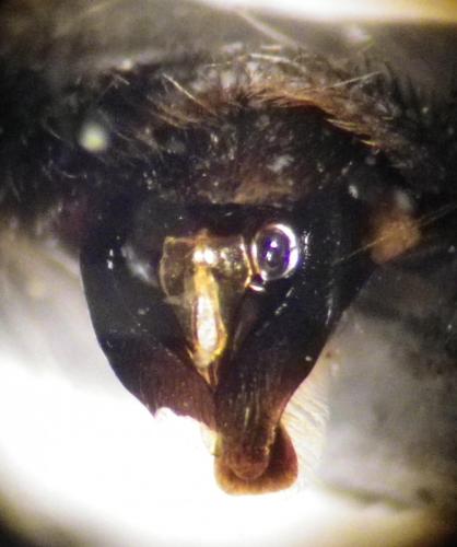 Andrena gravida